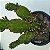 Cacto opuntia robusta monstruosa - Imagem 4