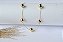CHOKER DE BOLA - Imagem 1