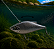 Isca Artificial Lambari 75 - Maruri Fishing - Imagem 9