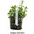 Rotala sp. "Green" - Imagem 2
