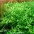 Rotala sp. "Green" - Imagem 1