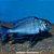 Golfinho do Malawi Grd. - 8 a 15 cm (Cyrtocara moorii) - Imagem 3