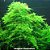 Vesicularia montagnei (Christmas Moss) - Imagem 1