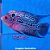 Flowerhorn Méd. - 5 a 12 cm (Cichlasoma sp.) - Imagem 1