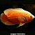 Oscar Red Rubi Albino Peq. - 3 a 6 cm (Astronotus ocelatus) - Imagem 2