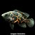 Oscar Red Tiger Peq. - 3 a 6 cm (Astronotus ocelatus) - Imagem 1