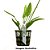 Echinodorus cordifolius "Marble Queen" - Imagem 2