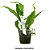 Microsorum pteropus "Tropica" - Imagem 2