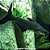 Pangássius - 10 a 15 cm (Pangasianodon hypophthalmus) - Imagem 1