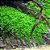 Micranthemum sp. "Monte Carlo" - Imagem 1