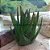 Planta Mini Aloe Vera Zebra 8cm - Imagem 1