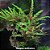 Hygrophila pinnatifida - Imagem 1