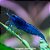 Camarão Neocaridina "Blue Dream" - Imagem 1