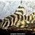 Cascudo Tigre L15 (Peckoltia vittata) - Imagem 1