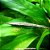 Cascudo Pau Amazônico (Farlowella amazonum) - Imagem 1