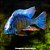 Taiwan Reef Peq. - 4 a 8 cm (Protomelas fenestratus "Taiwan Reef") - Imagem 2
