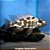 Livingstone Peq. - 3 a 6 cm (Nimbochromis livingstonii) - Imagem 1