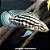 Julidocromis Marlieri (Julidochromis marlieri) - Imagem 1