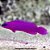 Pseudocromis Fridmani (Pseudochromis fridmani) - Imagem 1