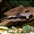 Banjo (Bunocephalus coracoideus) - Imagem 1