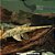 Cascudo Chicote (Rineloricaria fallax) - Imagem 1
