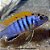 Labidocromis Hongi - 5 a 10cm (Labidochromis sp.) - Imagem 1