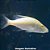 Compressiceps Albino (Dimidiochromis compressiceps) - Imagem 1
