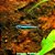 Neon Verde (Paracheirodon simulans) - Imagem 1
