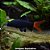 Labeo Bicolor (Epalzeorhynchos bicolor) - Imagem 1