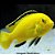 Labido Amarelo Peq. - 2 a 5 cm (Labidochromis caeruleus) - Imagem 1
