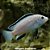 Labido Branco Peq. - 2 a 5 cm (Labidochromis caeruleus) - Imagem 1