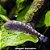 Mini Arraia Ocelada (Gastromyzon ocellatus) - Imagem 1