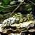 Cascudo Tigre do Nhamunda L477 - 6 a 12 cm (Peckoltia sp.) - Imagem 1