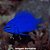 Donzela Azul (Chrysiptera springeri) - Imagem 1