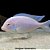 Golfinho do Malawi Albino Peq. - 4 a 7 cm (Cyrtocara moorii) - Imagem 2
