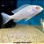 Golfinho do Malawi Albino Peq. - 4 a 7 cm (Cyrtocara moorii) - Imagem 1