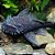 Cascudo Ancistrus Brilhante L107 - 3 a 7 cm (Ancistrus sp.) - Imagem 1