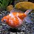 Kinguio Pérola Peq. - 3 a 4 cm (Carassius auratus) - Imagem 1
