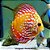 Acará Disco Checkerboard Méd. - 5 a 10cm (Symphysodon aequifasciatus) - Imagem 1