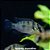 Ciclídeo Borboleta Africano - 3 a 5 cm (Anomalochromis thomasi) - Imagem 1