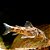 Aspidora Manchada (Aspidoras fuscoguttatus) - Imagem 1