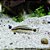 Limpa Vidro (Otocinclus sp.) - Imagem 1