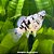 Molinésia Dálmata Balão (Poecilia latipinna) - Imagem 1
