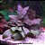 Cryptocoryne wendtii "Tropica" - Imagem 1