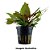 Cryptocoryne wendtii "Tropica" - Imagem 2