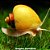 Caramujo Ampulária Amarela (Pomacea diffusa) - Imagem 1
