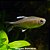 Tetra Nego DÁgua (Hyphessobrycon negodagua) - Imagem 1