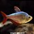 Tetra Colombiano (Hyphessobrycon columbianus) - Imagem 1