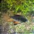 Ramirezi Negro Véu (Mikrogeophagus ramirezi) - Imagem 1