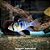 Ramirezi German Blue Véu (Mikrogeophagus ramirezi) - Imagem 1